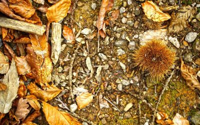 Rezultati 4. Lagvitreka i karta za zadnje kolo